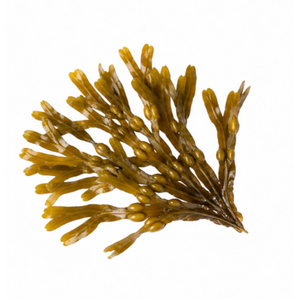 Ascophyllum Nodosum (Brown Algae)